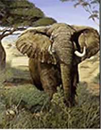 Confrontation-Elephant