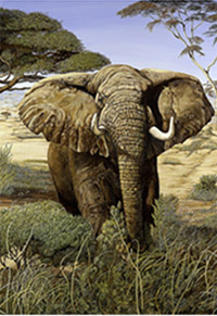 Confrontation-elephant