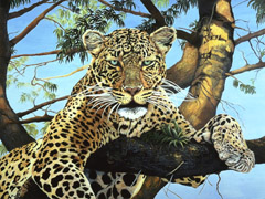 Daytime Hangout-Leopard