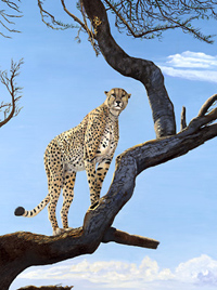 On Guard-Cheetah