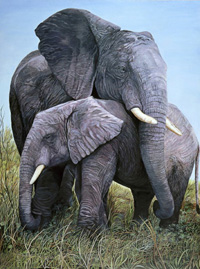 Mother Love-elephants