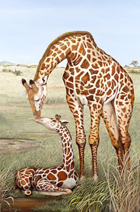 Mother's Touch-Giraffes