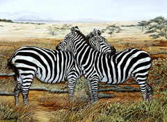 Napping in theMasai Mara-Zebras