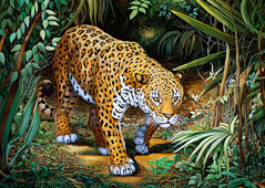 Strolling in the Rainforest-Jaguar