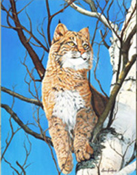 Vantage Point-bobcat