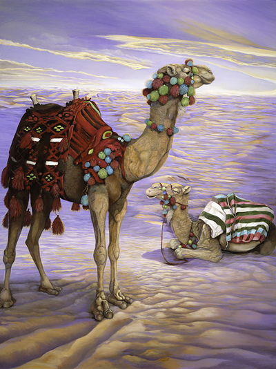 Camels-Contented?