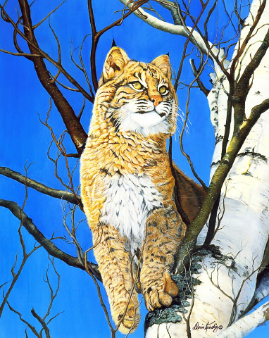 Vantage Point-Bobcat, fine art print on canvas