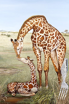 Mother's Touch-giraffes with Baby Fork