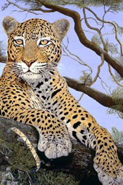 The Sentinel-Leopard, fine art ptint, with Gold bracelet