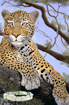 The Sentinel-Leopard Rhodium Woven Mesh with channel set Cubic Zirconia Bracelet