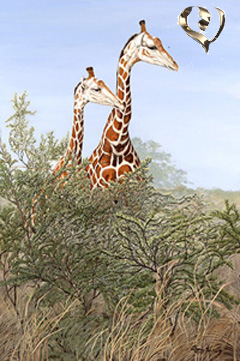 Look! Tourists-Giraffes