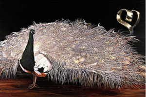 Bronze Lace-peacock