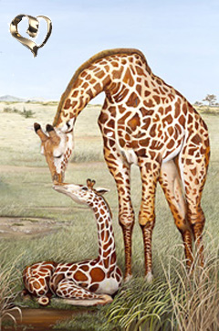 Mother's Touch-Giraffes